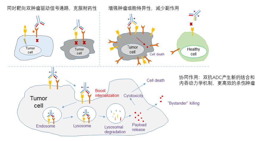 双抗ADC的作用机制及其优势