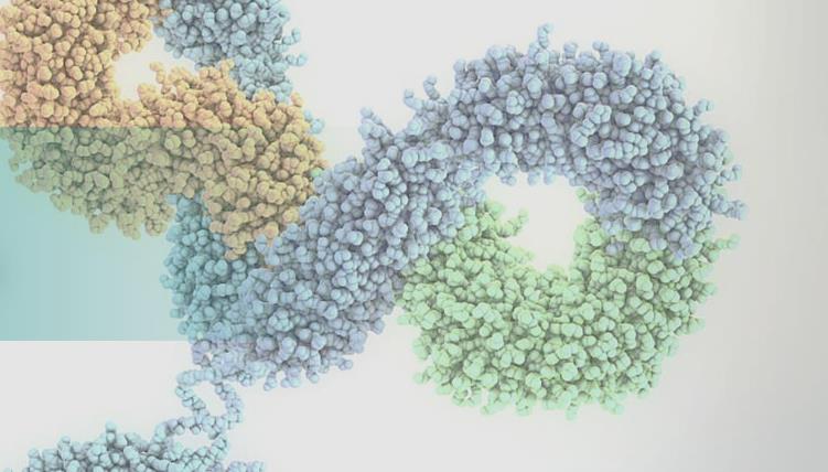 云顶国际全资子公司祐和医药与微芯生物控股公司微芯新域就YH008双特异性抗体达成大中华区授权协议